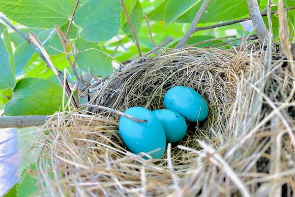 Гнездо и яйца странствующего дрозда