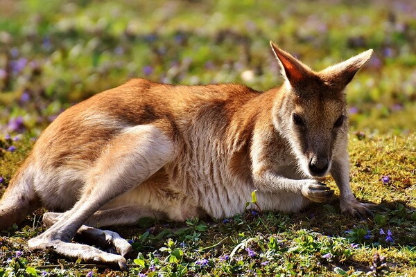 Животные Австралии с фото и описанием - Кенгуру