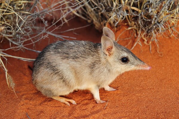 Животные Австралии с фото и описанием - Бандикуты или сумчатые барсуки