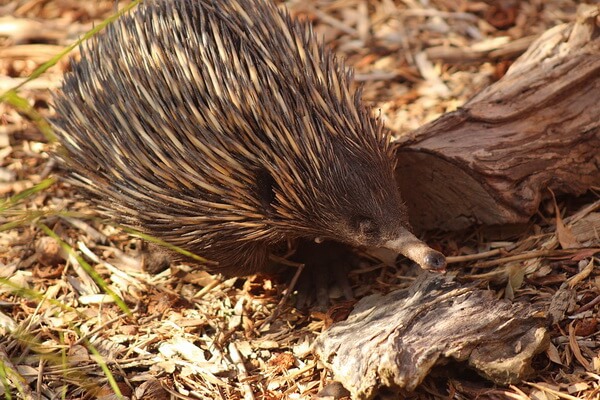 Животные Австралии с фото и описанием - Ехидна