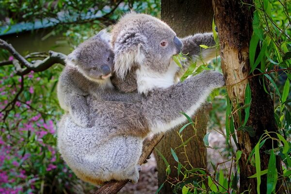 Животные Австралии с фото и описанием - Коалы