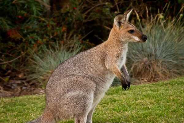 Животные Австралии с фото и описанием - Валлаби