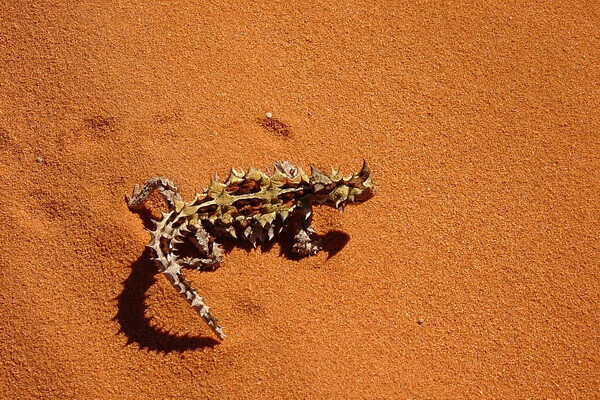 Животные Австралии с фото и описанием - Молох (ящерица)