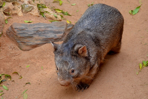 Животные Австралии с фото и описанием - Вомбат