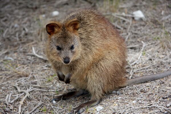 Животные Австралии с фото и описанием - Квокка