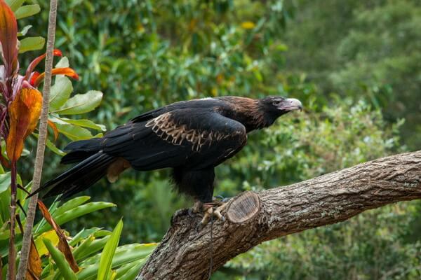 Птицы Австралии с фото и описанием - Клинохвостый орёл