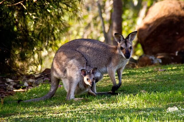 Животные и птицы Австралии - основные виды с фото и описанием