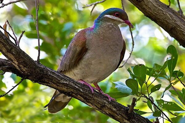 Животные и птицы Кубы с фото и описанием - Синеголовый земляной голубь