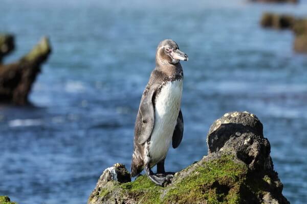 Эндемики Галапагосских островов - Галапагосский пингвин