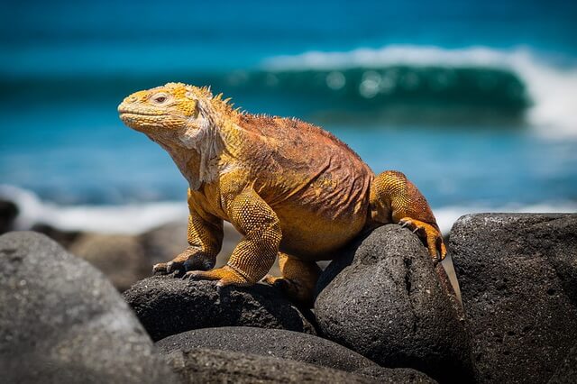 Животные Галапагосских островов