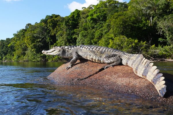 Животные реки Амазонки с фото и описанием - Чёрный кайман