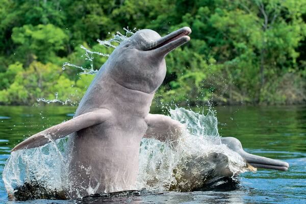 Животные реки Амазонки с фото и описанием - Амазонский речной дельфин