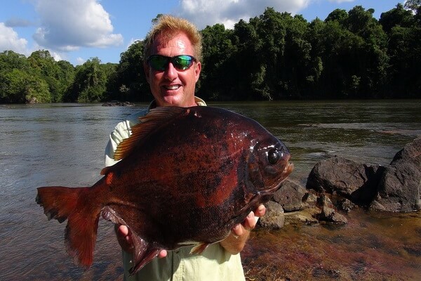 Животные реки Амазонки с фото и описанием - Рыба паку