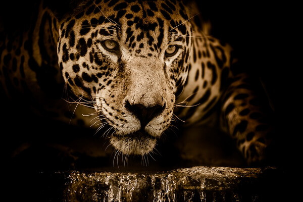 Животный мир Бразилии - Ягуар
