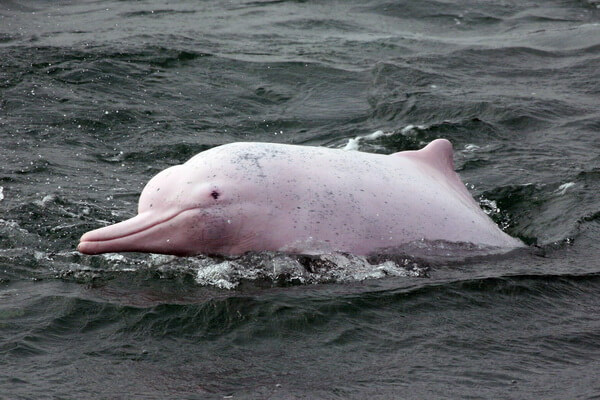 Животные Китая с фото и описанием - Китайский розовый дельфин