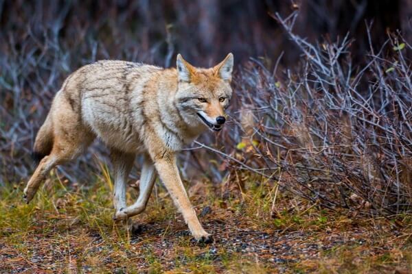 Животные Гранд-Каньона в США с фото и описанием - Койот (луговой волк)