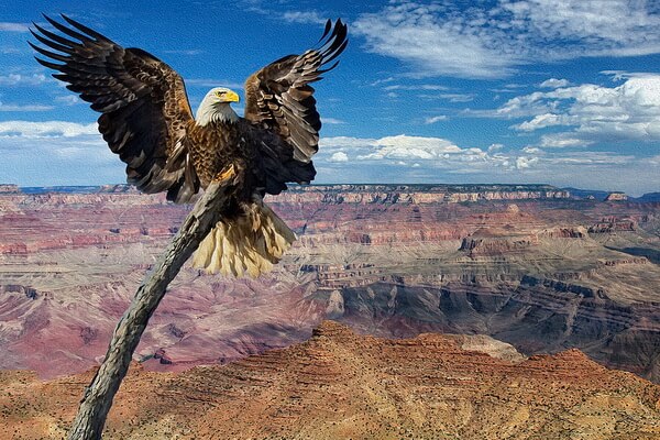 Хищные птицы Гранд-Каньона в США - Белоголовый орлан