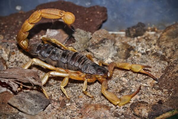 Животные Гранд-Каньона в США с фото и описанием - Аризонский древесный скорпион