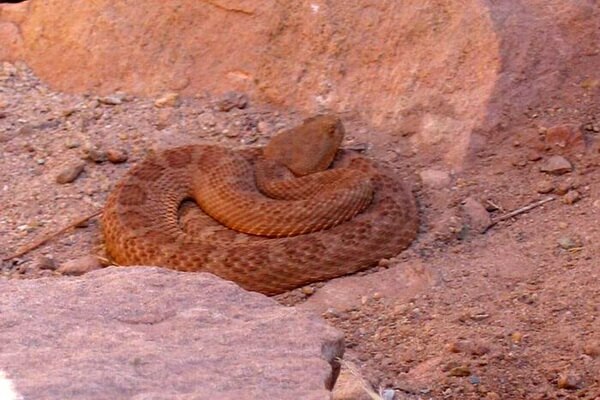 Животные Гранд-Каньона в США с фото и описанием - Гремучая змея Гранд-Каньона