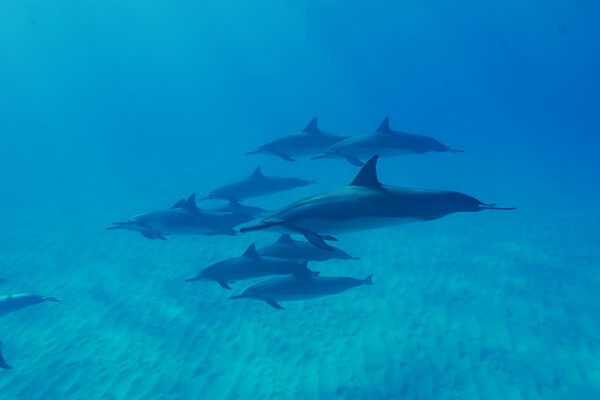 Животные Гавайев - Дельфины