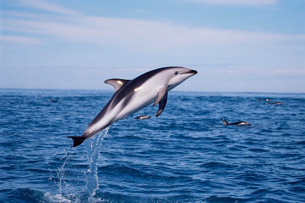 Животные Исландии с фото и описанием - Беломордый дельфин