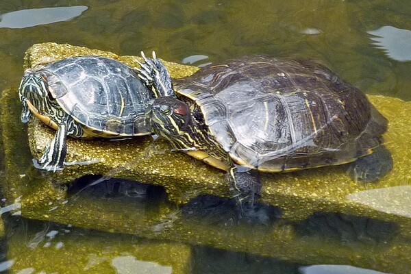 Животные Японии с фото и описанием - Японская водяная (речная) черепаха
