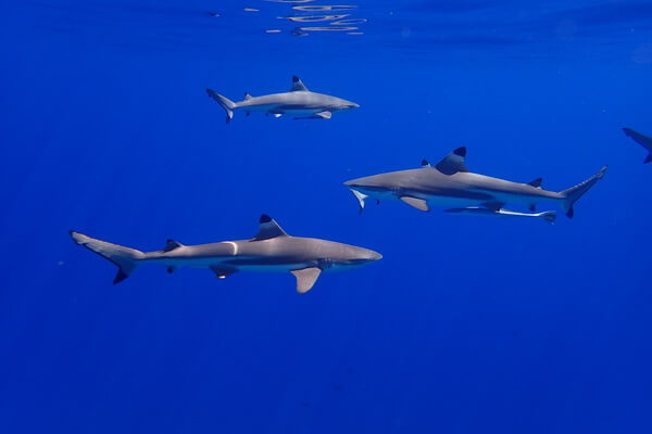 Животные Мальдив с фото и описанием - Акулы