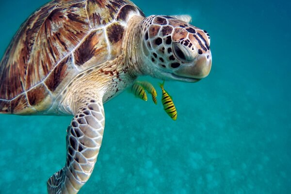 Животные Мальдив с фото и описанием - Черепахи