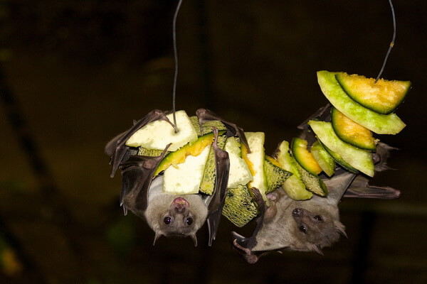 Животные Мальдив с фото и описанием - Фруктовые летучие мыши