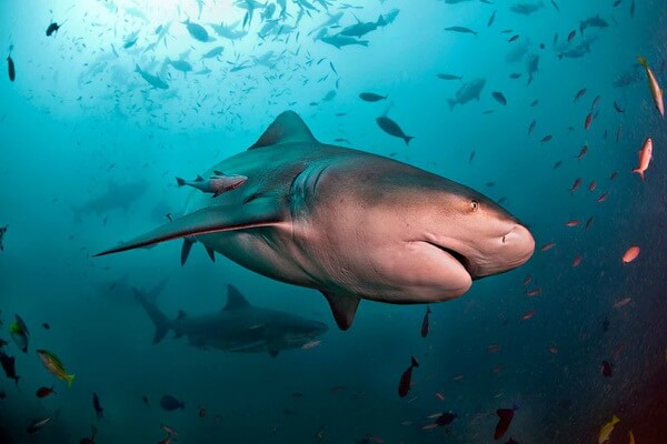 Животные Никарагуа с фото и описанием - Серая бычья акула или акула-бык