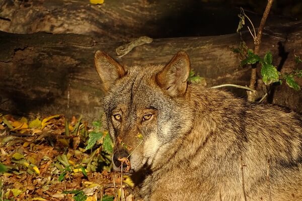 Животные Испании с фото, названиями и описанием - Иберийский или испанский волк