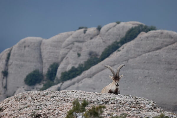 Животные Испании с фото, названиями и описанием - Пиренейский козёл/козерог или иберийский тур