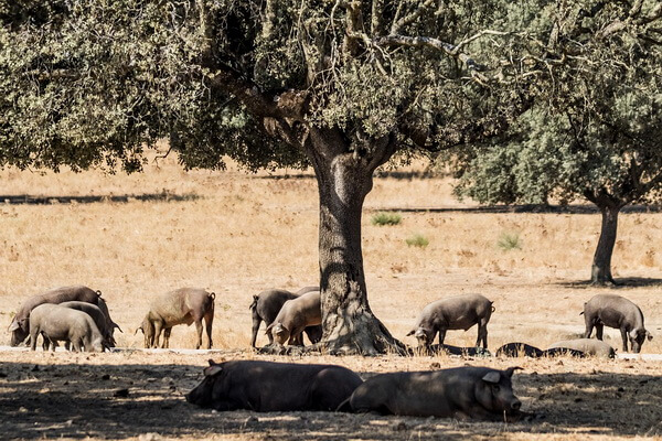 Животные Испании с фото, названиями и описанием - Иберийская свинья