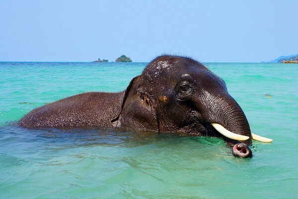 Животные Вьетнама с фото и описанием - Индийский слон