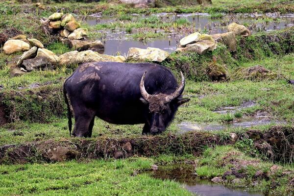 Животные Вьетнама с фото и описанием - Азиатский водяной буйвол