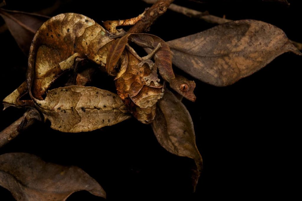 Животные, выглядящие как растения - фантастический листохвостый геккон