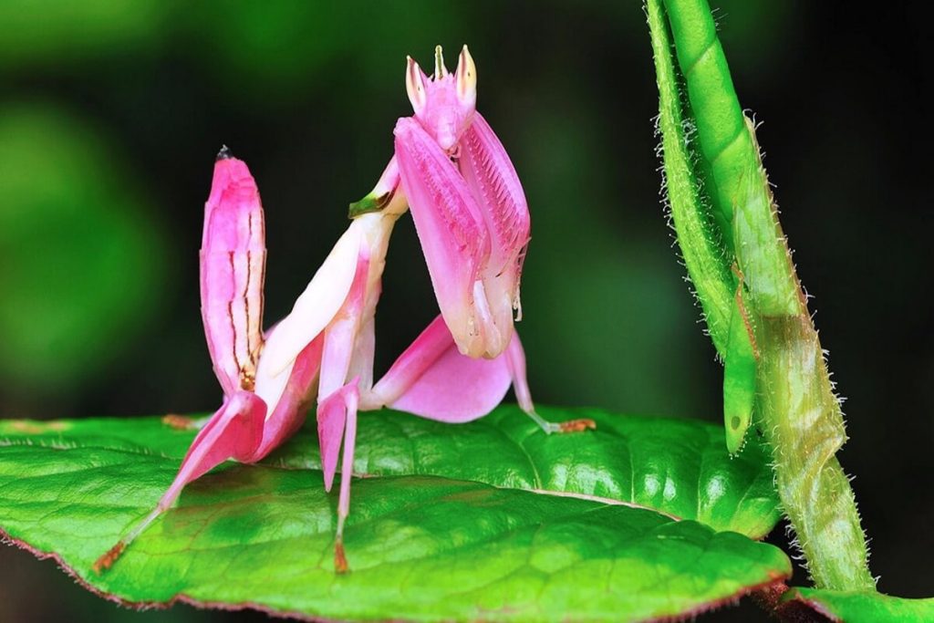 Животные, которые похожи на растения - орхидейный богомол