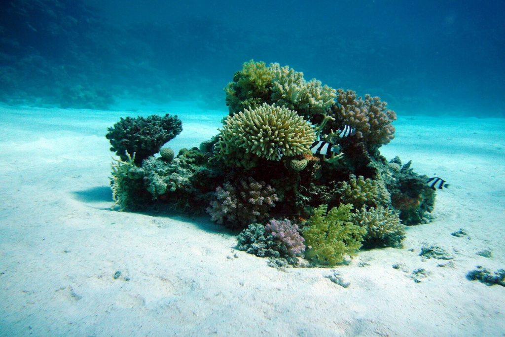 Животные, которые похожи на растения - кораллы