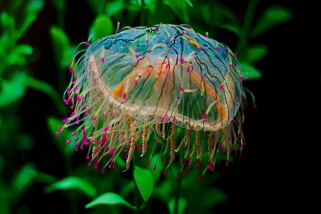 Животные, которые похожи на растения - медуза «Цветочная шляпка» (Olindias formosus)