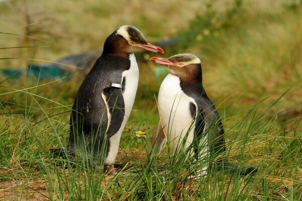 Животные и птицы Новой Зеландии с фото и описанием - Желтоглазый или антиподов пингвин