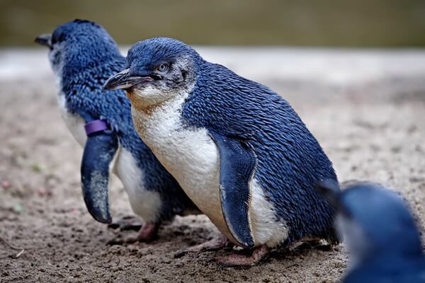 Животные и птицы Новой Зеландии с фото и описанием - Малый или голубой пингвин