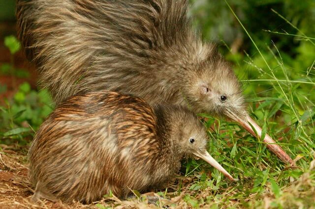 Животные и птицы Новой Зеландии - эндемики фауны острова