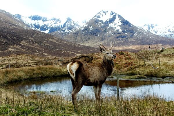 Животные Шотландии с фото и описанием - Благородный олень