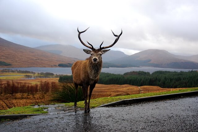 Животные Шотландии с фото и описанием 