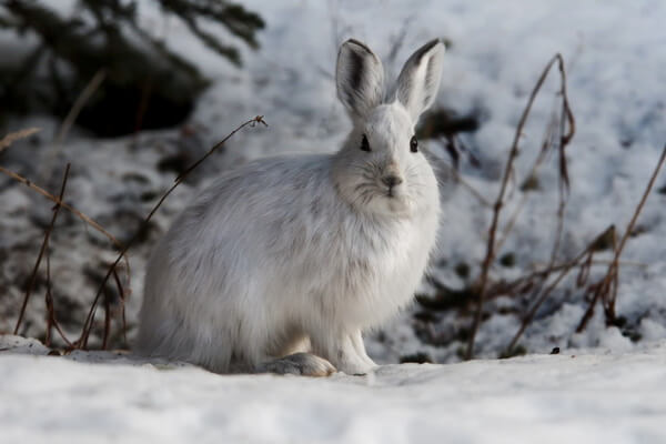 Арктический беляк - фото и описание зайца