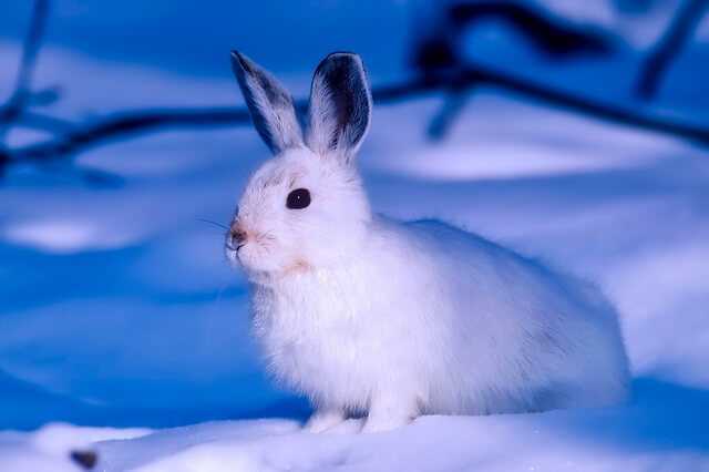 Заяц арктический беляк - фото, описание, интересные факты