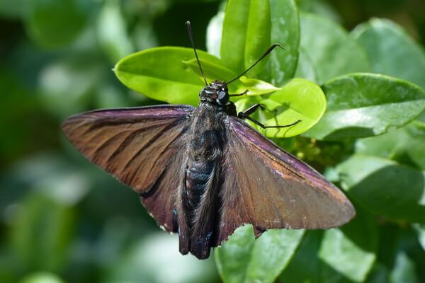 Бабочки США с фото и описанием - Мангровый шкипер