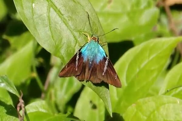 Бабочки США с фото и описанием - Ширококрылый шкипер