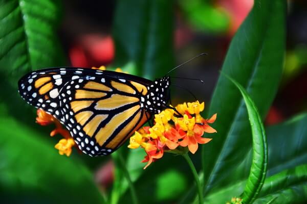 Бабочки США с фото и описанием - Данаида монарх