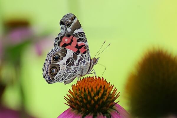 Бабочки США с фото и описанием - Vanessa virginiensis (американская нарисованная леди)